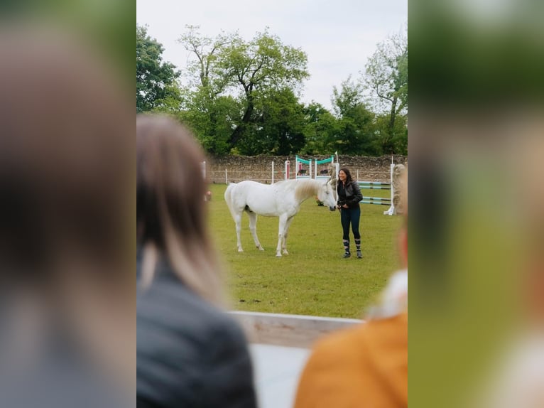 Koń czystej krwi arabskiej Wałach 13 lat 162 cm Siwa in Bradu
