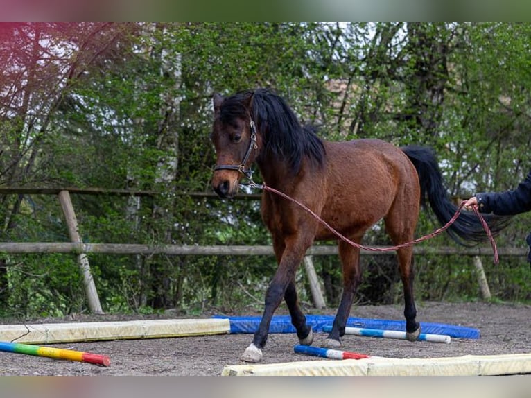 Koń czystej krwi arabskiej Wałach 14 lat 150 cm Gniada in Mittelstetten