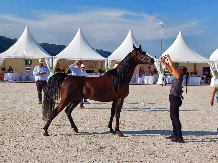 Koń czystej krwi arabskiej Wałach 14 lat 151 cm Kara in Kořenov