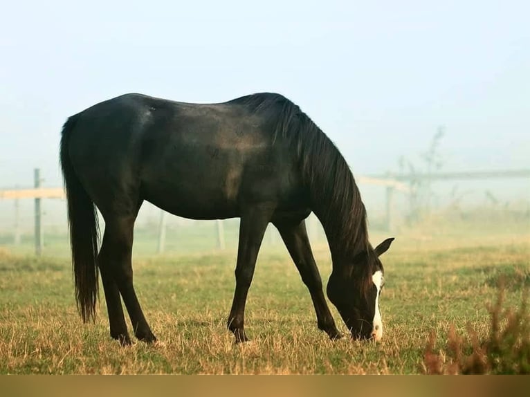 Koń czystej krwi arabskiej Wałach 14 lat 155 cm Kara in Sulzbach