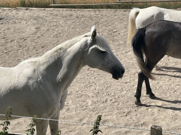 Koń czystej krwi arabskiej Wałach 14 lat 155 cm Siwa in Dunningen