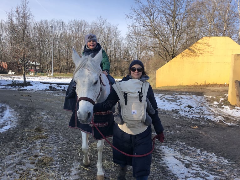 Koń czystej krwi arabskiej Wałach 14 lat 157 cm Siwa w hreczce in Deutsch-Brodersdorf
