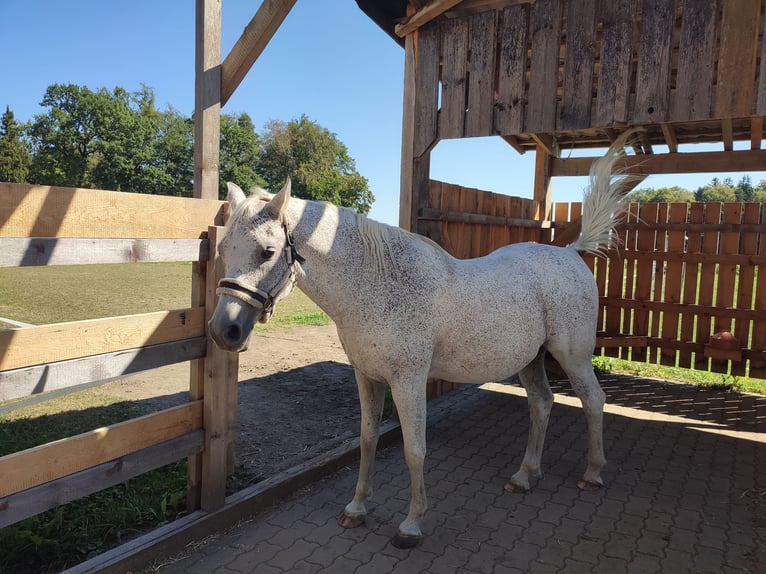 Koń czystej krwi arabskiej Wałach 15 lat 145 cm Skarogniada in Haigermoos
