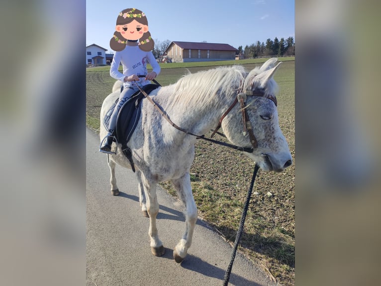 Koń czystej krwi arabskiej Wałach 15 lat 145 cm Skarogniada in Haigermoos