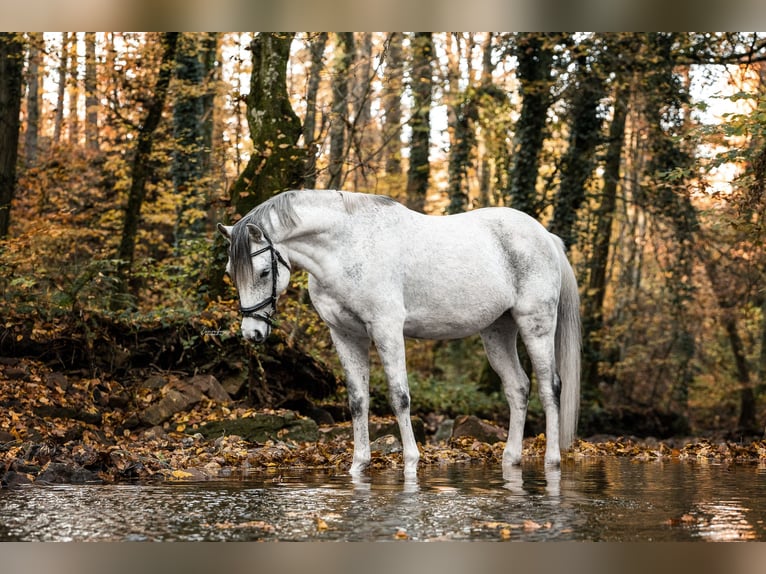 Koń czystej krwi arabskiej Wałach 15 lat 148 cm Siwa jabłkowita in Waldbronn