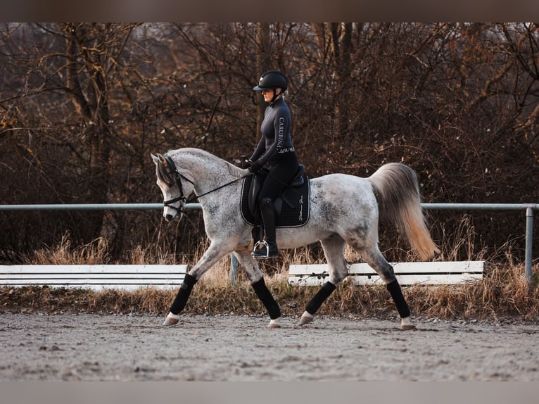 Koń czystej krwi arabskiej Wałach 15 lat 148 cm Siwa jabłkowita in Waldbronn