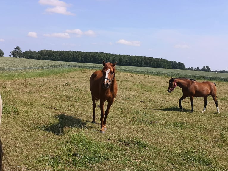 Koń czystej krwi arabskiej Wałach 16 lat 153 cm Kasztanowata in S&#xFC;derholz
