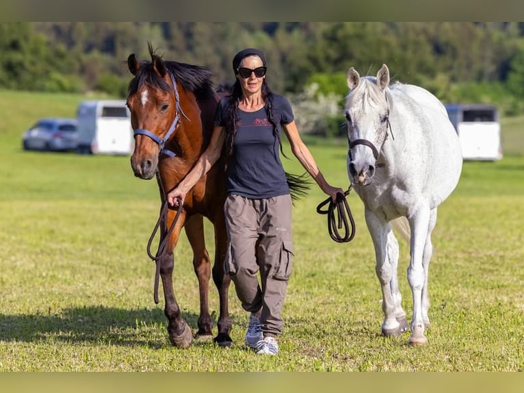 Koń czystej krwi arabskiej Wałach 17 lat 156 cm Gniada in Kammlach