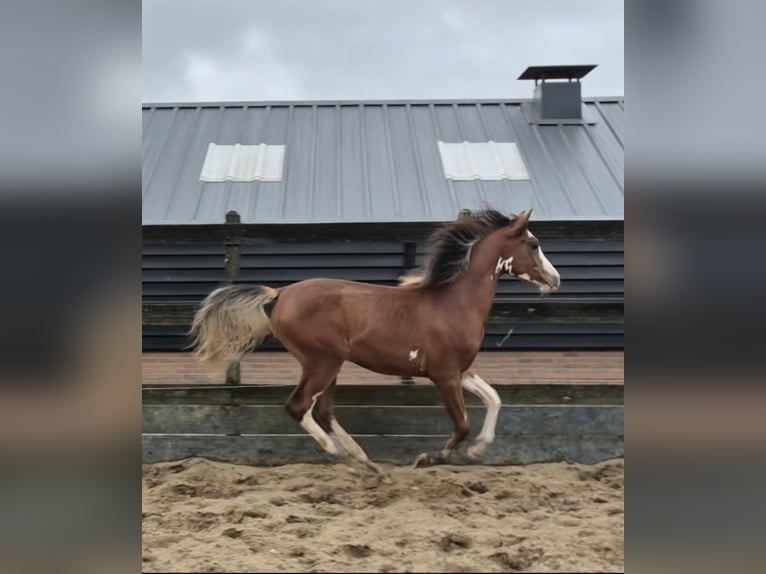 Koń czystej krwi arabskiej Wałach 1 Rok 155 cm Gniada in PUTTEN