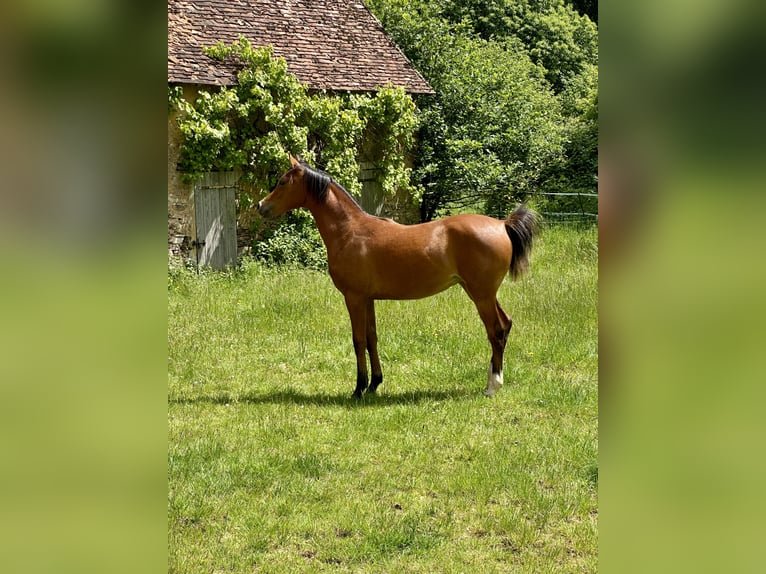 Koń czystej krwi arabskiej Wałach 1 Rok Gniada in Le Mans