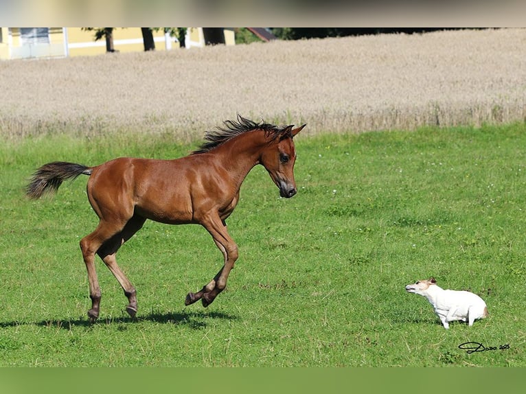 Koń czystej krwi arabskiej Wałach 1 Rok Gniada in Ried im Traunkreis