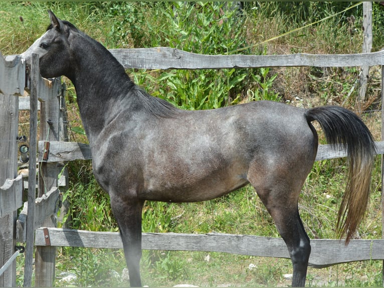 Koń czystej krwi arabskiej Wałach 2 lat 148 cm Siwa in KOPRIVNICA