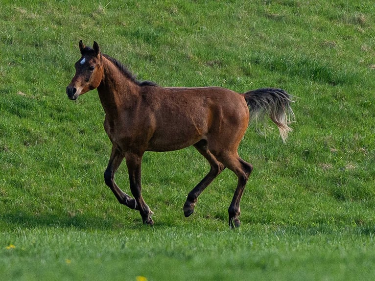Koń czystej krwi arabskiej Wałach 2 lat 153 cm Gniada in Herzberg am Harz