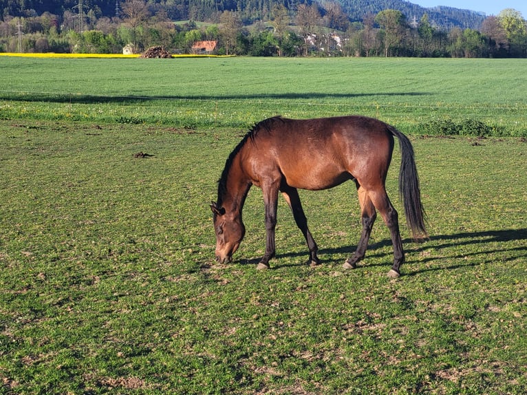 Koń czystej krwi arabskiej Wałach 2 lat 153 cm Gniada in Pogusch