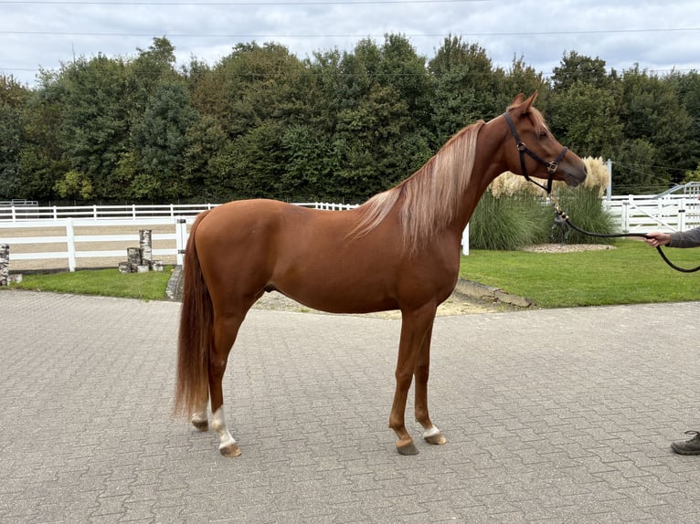 Koń czystej krwi arabskiej Wałach 2 lat 154 cm Kasztanowata in Essen