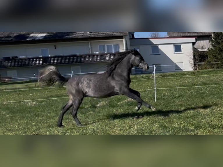 Koń czystej krwi arabskiej Wałach 2 lat 154 cm Siwa in Dunningen
