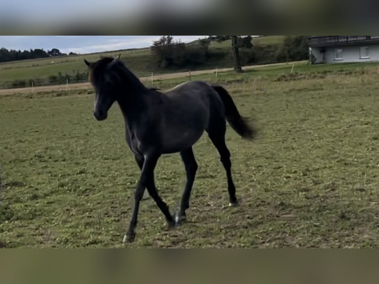 Koń czystej krwi arabskiej Wałach 2 lat 154 cm Siwa in Dunningen