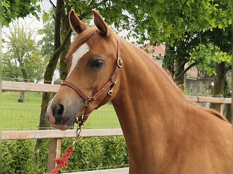 Koń czystej krwi arabskiej Wałach 2 lat 158 cm Kasztanowata in Kolham