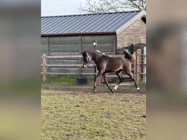 Koń czystej krwi arabskiej Wałach 2 lat Siwa in Sint-Truiden