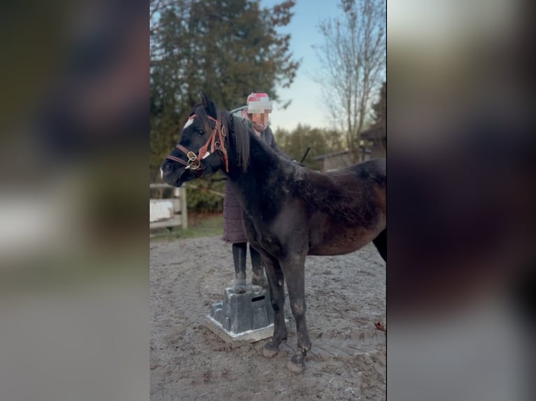 Koń czystej krwi arabskiej Wałach 3 lat 150 cm Kara in Hallbergmoos