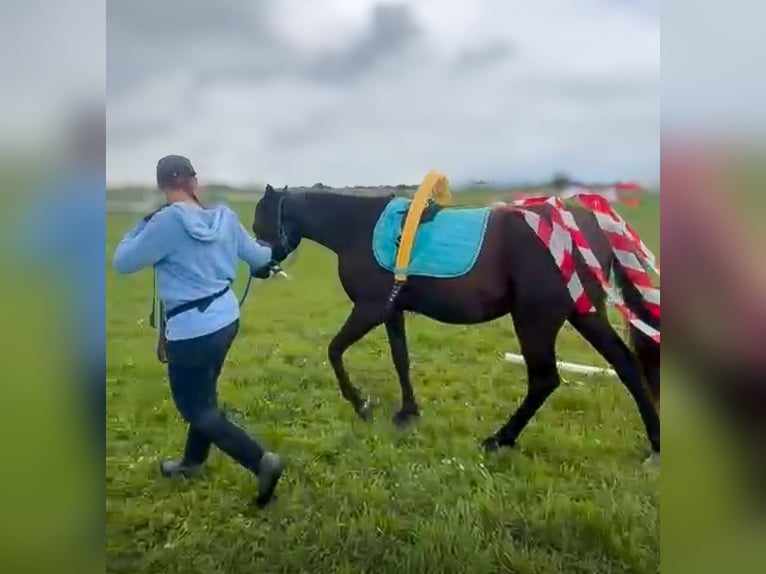 Koń czystej krwi arabskiej Wałach 3 lat 150 cm Kara in Hallbergmoos