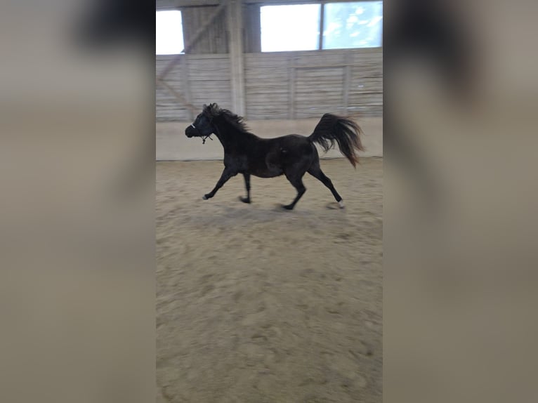 Koń czystej krwi arabskiej Wałach 3 lat 150 cm Kara in Hallbergmoos