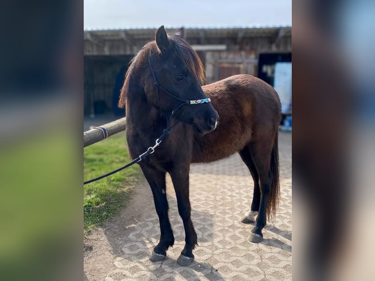 Koń czystej krwi arabskiej Wałach 3 lat 150 cm Kara in Hallbergmoos