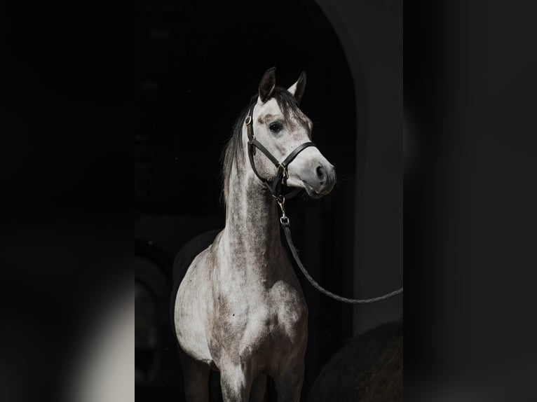 Koń czystej krwi arabskiej Wałach 3 lat 152 cm Siwa in Janow Podlaski