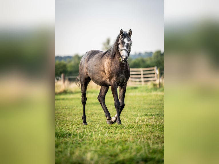 Koń czystej krwi arabskiej Wałach 3 lat 153 cm Siwa in Herzberg am Harz