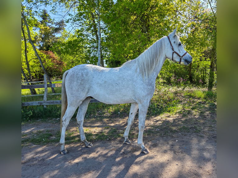Koń czystej krwi arabskiej Wałach 3 lat 154 cm Siwa in Schifferstadt