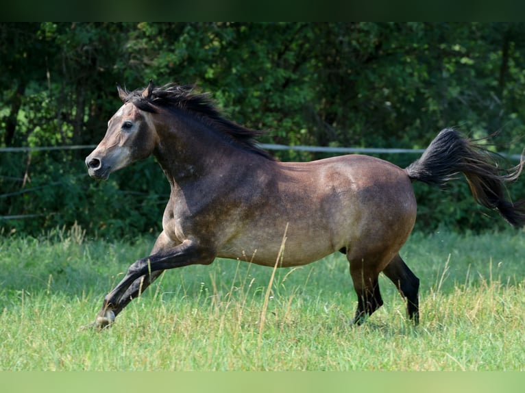 Koń czystej krwi arabskiej Wałach 3 lat 154 cm Siwa in Ammerbuch