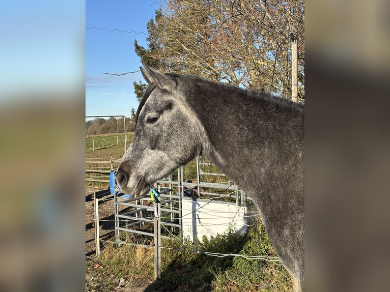Koń czystej krwi arabskiej Wałach 3 lat 155 cm Siwa in Dunningen