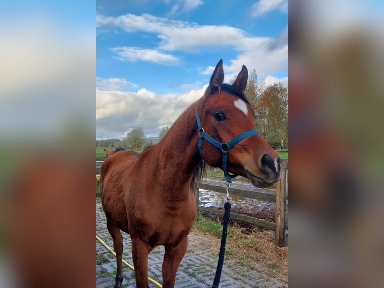 Koń czystej krwi arabskiej Wałach 3 lat 157 cm Gniada in Hooglede