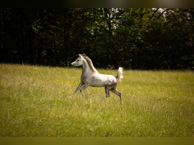 Koń czystej krwi arabskiej Wałach 4 lat 150 cm Siwa in Amtzell