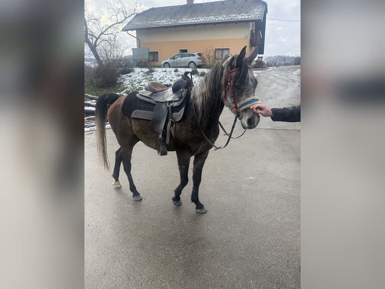 Koń czystej krwi arabskiej Wałach 4 lat 150 cm Siwa in Kozje