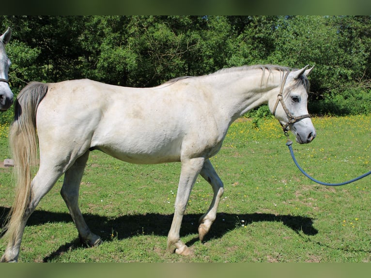 Koń czystej krwi arabskiej Wałach 4 lat 154 cm Siwa in Veldenz