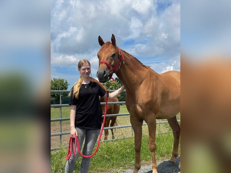 Koń czystej krwi arabskiej Wałach 4 lat 155 cm Kasztanowata in Herzberg am Harz