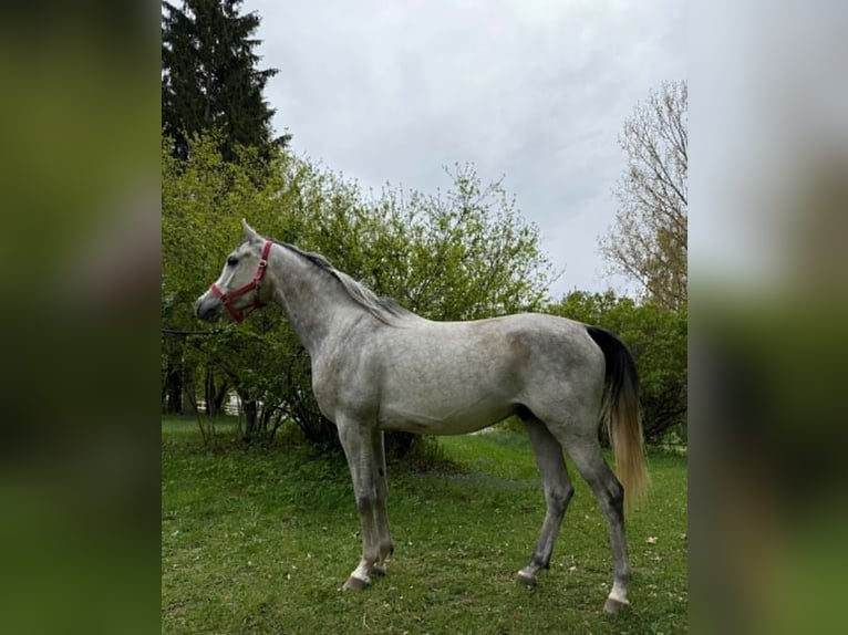 Koń czystej krwi arabskiej Wałach 4 lat 155 cm Siwa in Siauliai