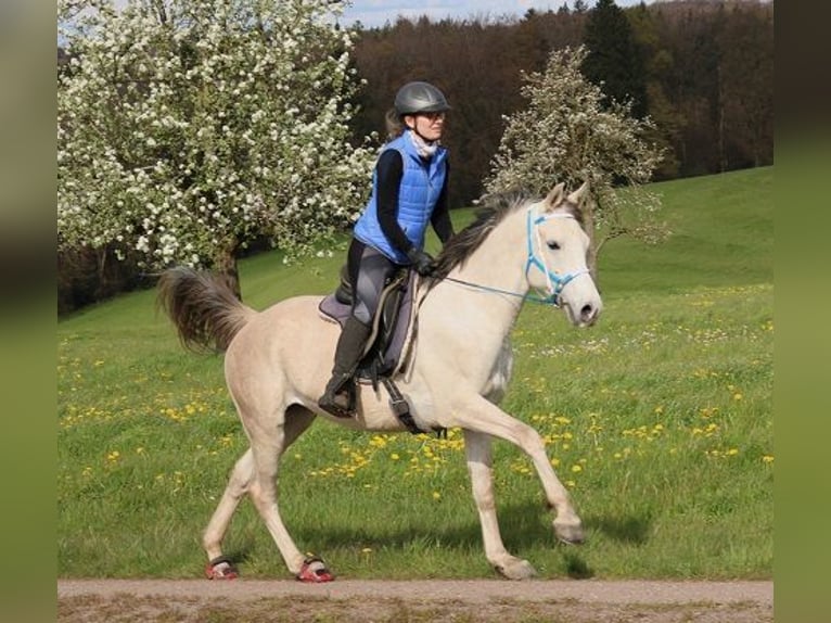 Koń czystej krwi arabskiej Wałach 4 lat 156 cm Siwa w hreczce in Freiamt