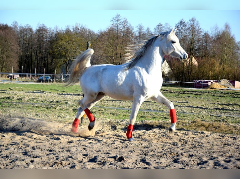 Koń czystej krwi arabskiej Wałach 4 lat 160 cm Siwa in Tuczępy