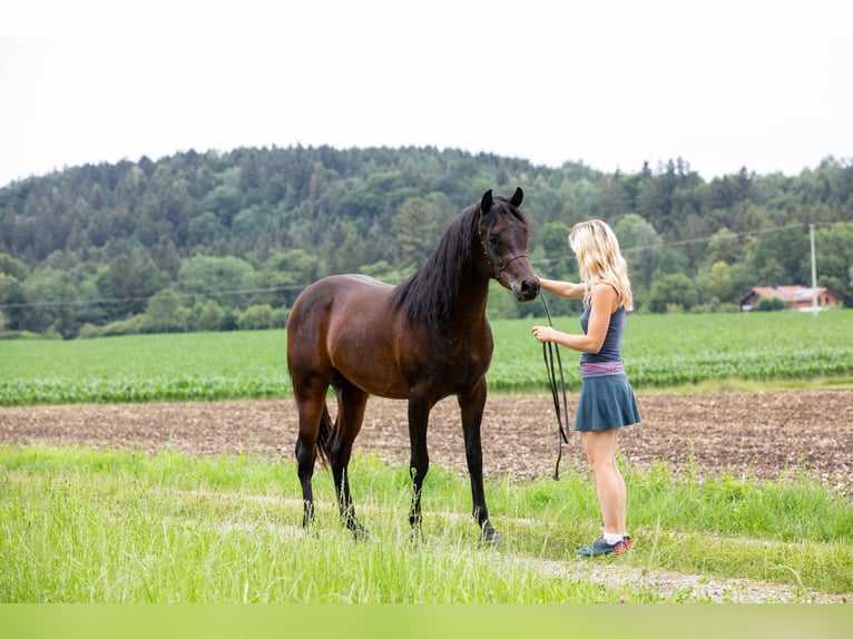 Koń czystej krwi arabskiej Wałach 5 lat 150 cm Ciemnogniada in Kirchansch&#xF6;ring