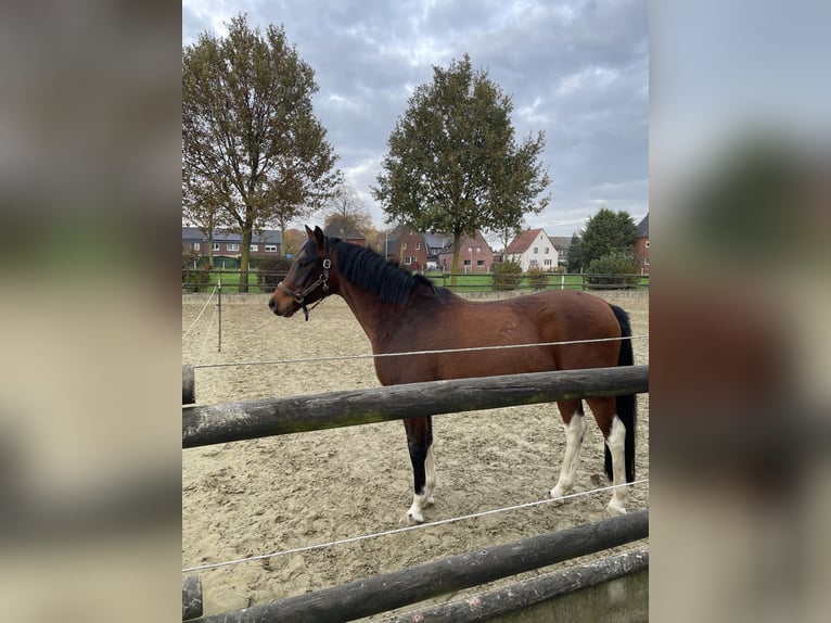 Koń czystej krwi arabskiej Mix Wałach 5 lat 153 cm Ciemnogniada in Bottrop