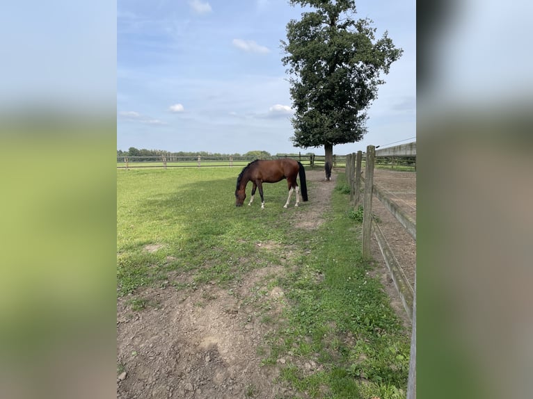 Koń czystej krwi arabskiej Mix Wałach 5 lat 153 cm Ciemnogniada in Bottrop