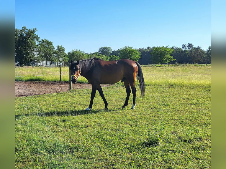 Koń czystej krwi arabskiej Wałach 5 lat 153 cm  in Stutensee