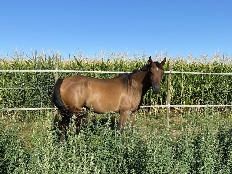 Koń czystej krwi arabskiej Wałach 5 lat 154 cm Gniada in Reutenbourg