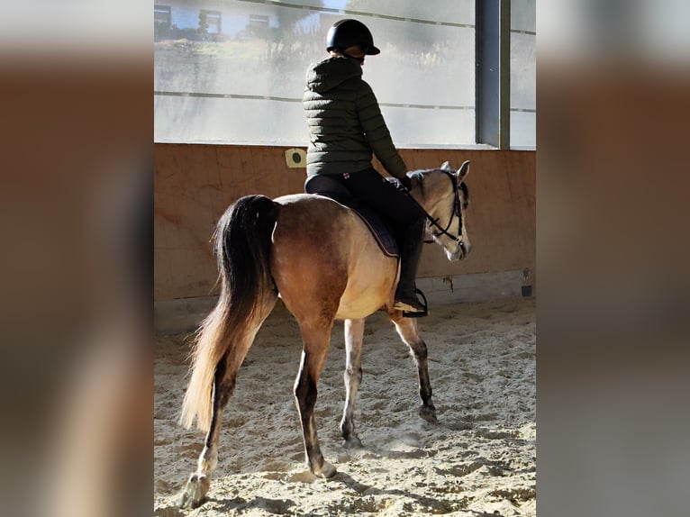 Koń czystej krwi arabskiej Wałach 5 lat 154 cm Siwa in Emmelshausen