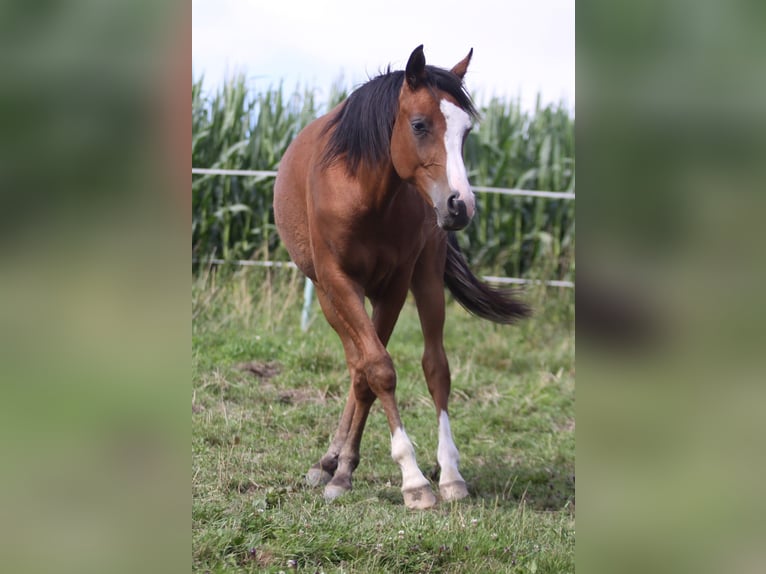 Koń czystej krwi arabskiej Wałach 5 lat 155 cm Gniada in Niederthalheim