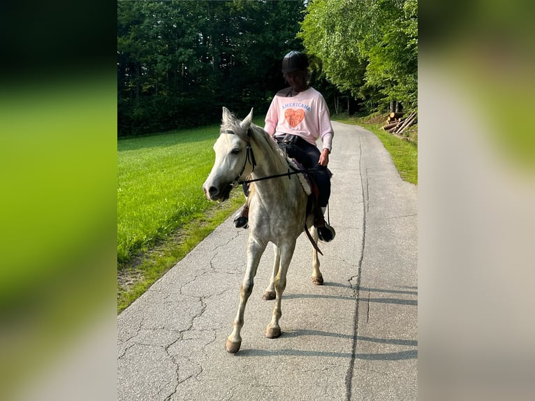 Koń czystej krwi arabskiej Wałach 5 lat 155 cm Siwa in R&#xF6;hrnbach