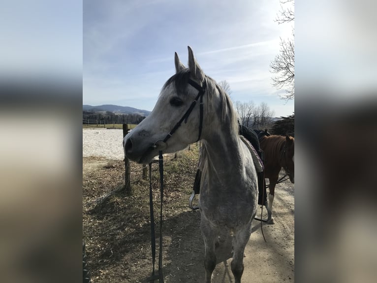 Koń czystej krwi arabskiej Wałach 5 lat 155 cm Siwa in R&#xF6;hrnbach