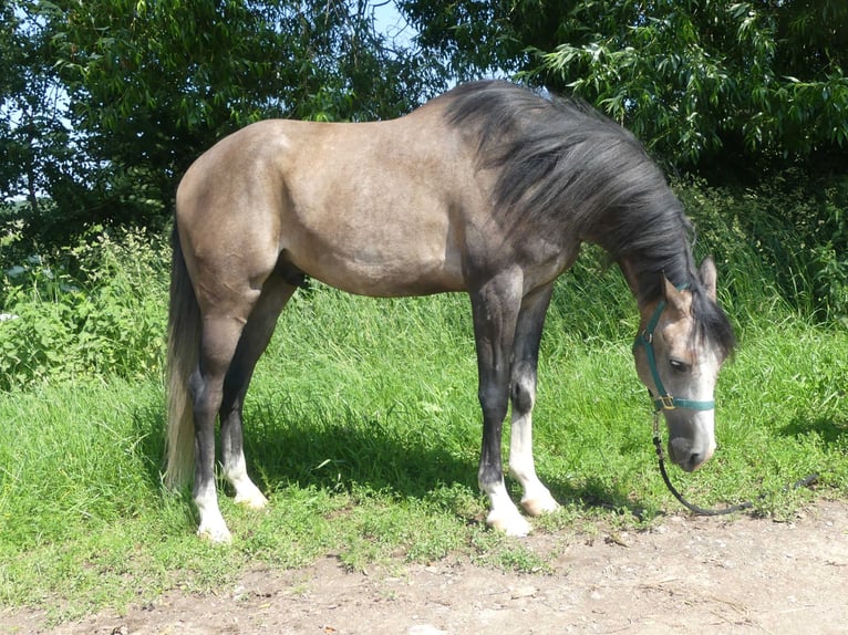 Koń czystej krwi arabskiej Wałach 5 lat 156 cm Siwa in Herzberg am Harz